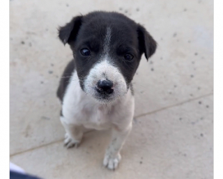 Illustration de l'article : Attiré par ses pleurs, un bon samaritain sauve un chiot de 3 semaines errant seul dans les rues (vidéo)