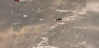 Illustration de l'article : Attiré par ses pleurs, un bon samaritain sauve un chiot de 3 semaines errant seul dans les rues (vidéo)