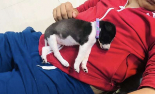 Illustration de l'article : Attiré par ses pleurs, un bon samaritain sauve un chiot de 3 semaines errant seul dans les rues (vidéo)