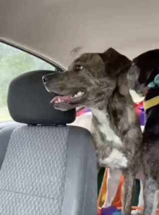 Illustration de l'article : Cette chienne errante a choisi sa famille d’accueil, en la trouvant au cours d’une promenade dans un parc (vidéo)