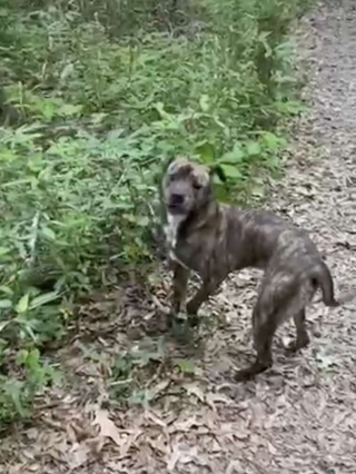 Illustration de l'article : Cette chienne errante a choisi sa famille d’accueil, en la trouvant au cours d’une promenade dans un parc (vidéo)