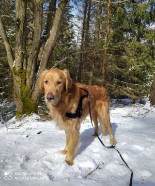 Illustration de l'article : Un Jack Russel Terrier retrouve la piste d’un Golden Retriever, disparu en forêt depuis 32 jours 