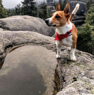 Illustration de l'article : Un Jack Russel Terrier retrouve la piste d’un Golden Retriever, disparu en forêt depuis 32 jours 