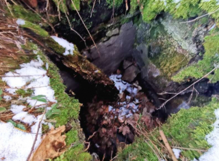 Illustration de l'article : Un Jack Russel Terrier retrouve la piste d’un Golden Retriever, disparu en forêt depuis 32 jours 