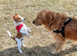 Illustration de l'article : Un Jack Russel Terrier retrouve la piste d’un Golden Retriever, disparu en forêt depuis 32 jours 
