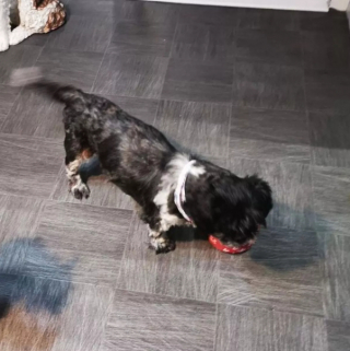 Illustration de l'article : La bataille contre l’euthanasie de Gizmo, le Shih Tzu paralysé de l’arrière-train