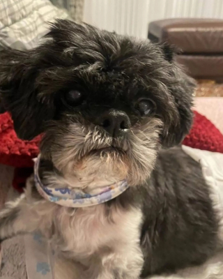 Illustration de l'article : La bataille contre l’euthanasie de Gizmo, le Shih Tzu paralysé de l’arrière-train