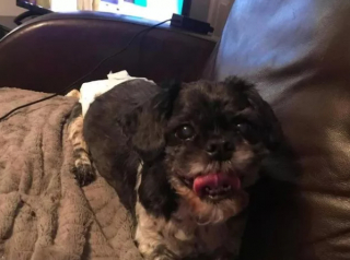 Illustration de l'article : La bataille contre l’euthanasie de Gizmo, le Shih Tzu paralysé de l’arrière-train