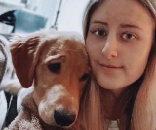 Illustration de l'article : La mésaventure de Jimmy, un Golden Retriever qui a avalé les Airpods de sa maîtresse