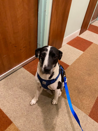 Illustration de l'article : Un chien errant change le cours d’un week-end d’anniversaire