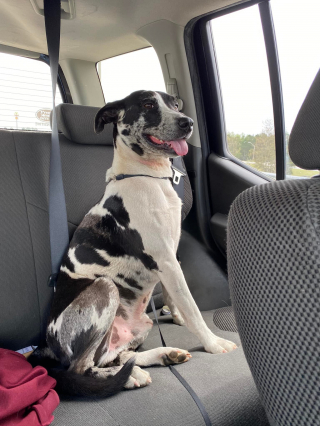 Illustration de l'article : Un chien errant change le cours d’un week-end d’anniversaire