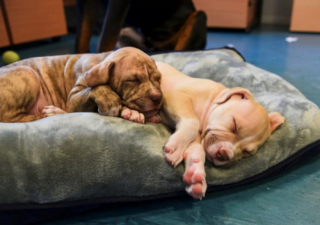 Illustration de l'article : Un Rottweiler aveugle à qui l’on a donné sa chance aide à son tour 2 chiots orphelins