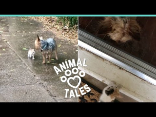 Illustration de l'article : Une chienne au grand cœur découvre un chaton abandonné et le conduit chez sa maîtresse