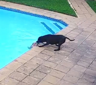 Illustration de l'article : Une chienne tombe dans une piscine, le second chien de la famille tente de l’aider à en sortir 