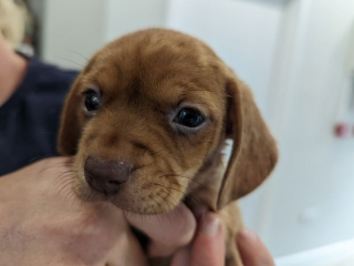 Illustration de l'article : En ouvrant sa porte, il découvre 5 chiots abandonnés dans une boîte sur son paillasson