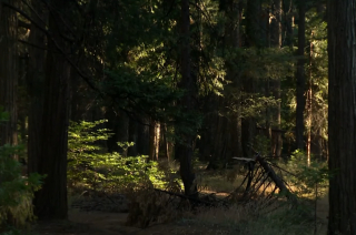 Illustration de l'article : La perspicacité de ce Border Collie a permis le sauvetage de son maître, immobilisé après une chute de 21 mètres en forêt