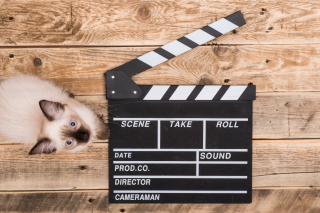 Illustration de l'article : Comment préparer et présenter votre chat à un casting ?