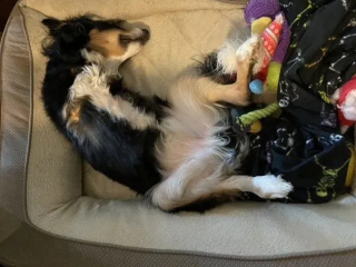 Illustration de l'article : Faites connaissance avec Tobi, le chien né sans pattes avant, aidant les écoliers à mieux accepter la différence