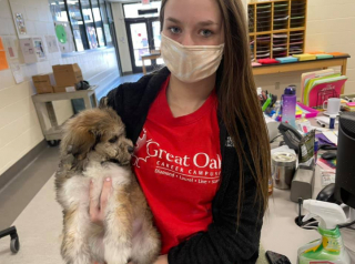 Illustration de l'article : Des étudiants en médecine vétérinaire transforment le destin tragique de chiots voués à l'euthanasie