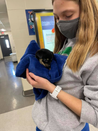 Illustration de l'article : Des étudiants en médecine vétérinaire transforment le destin tragique de chiots voués à l'euthanasie