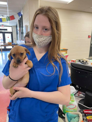 Illustration de l'article : Des étudiants en médecine vétérinaire transforment le destin tragique de chiots voués à l'euthanasie