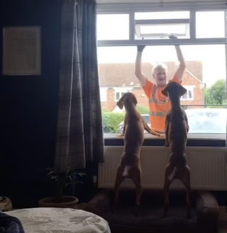 Illustration de l'article : Découvrez Ralph et Bruno, un duo de chiens très impatient de voir leurs amis très spéciaux chaque lundi matin (vidéo)