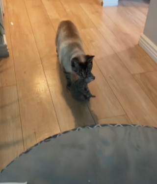 Illustration de l'article : Toby, le croisé Border Collie et Berger Australien, est une véritable maman poule pour 6 chatons nouveau-nés (vidéo)