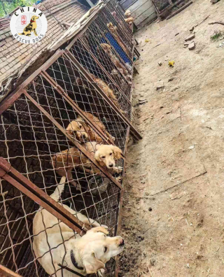 Illustration de l'article : Quelque temps avant le Yulin Dog Meat Festival, des bienfaiteurs s’activent pour sauver 70 chiens