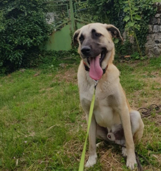 Illustration de l'article : Un parcours difficile pour ce chien de refuge qui ne parvient pas à trouver d’adoptants 