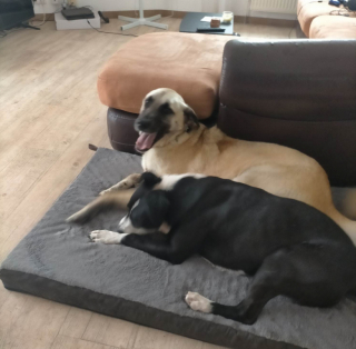 Illustration de l'article : Un parcours difficile pour ce chien de refuge qui ne parvient pas à trouver d’adoptants 