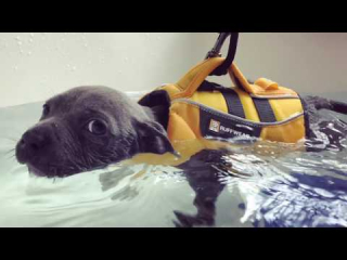 Illustration de l'article : Une famille amoureuse des animaux offre à ce chien handicapé une seconde chance 