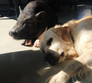 Illustration de l'article : Cette chienne à l’instinct maternel prononcé se lie d’amitié avec un cochon de sauvetage