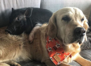 Illustration de l'article : Cette chienne à l’instinct maternel prononcé se lie d’amitié avec un cochon de sauvetage