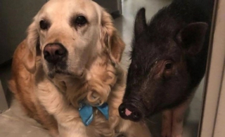 Illustration de l'article : Cette chienne à l’instinct maternel prononcé se lie d’amitié avec un cochon de sauvetage