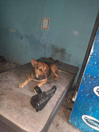 Illustration de l'article : Un chien et plusieurs chats retirés à un propriétaire contre lequel pesaient des allégations graves