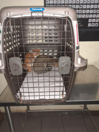 Illustration de l'article : Un chien et plusieurs chats retirés à un propriétaire contre lequel pesaient des allégations graves