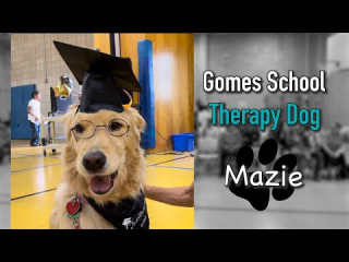 Illustration de l'article : Des écoliers disent au revoir au chien de thérapie qui a marqué leur scolarité