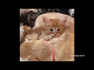 Illustration de l'article : Une chienne devient une maman de substitution adorable pour des chatons orphelins