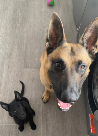 Illustration de l'article : Un Berger Belge jugé effrayant prouve à tout le monde qu’il est une véritable crème en s’amusant avec un chiot (vidéo) 