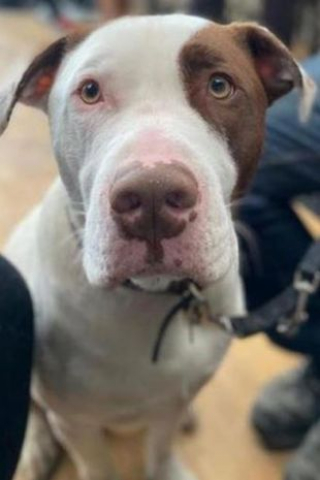 Illustration de l'article : Des bénévoles cherchent une maison pour Roderick, qui ne s’entend pas avec son congénère canin 