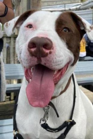 Illustration de l'article : Des bénévoles cherchent une maison pour Roderick, qui ne s’entend pas avec son congénère canin 