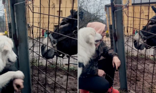 Illustration de l'article : L’instinct protecteur de ce chien pousse l’animal à réagir en voyant son maître tendre la main à un âne 