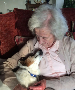 Illustration de l'article : Ce Jack Russel Terrier de 17 ans connaît à nouveau la douceur d’un foyer, grâce à cette femme amoureuse des animaux et âgée de 96 ans