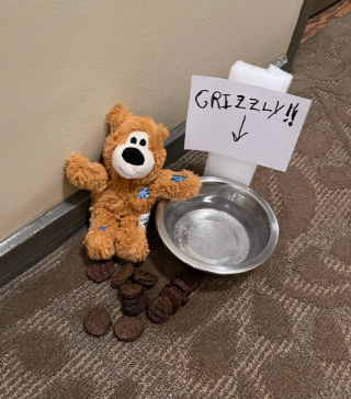 Illustration de l'article : Voici Grizzly, le Goldendoodle apprécié par tous ses voisins et récompensé par un admirateur secret