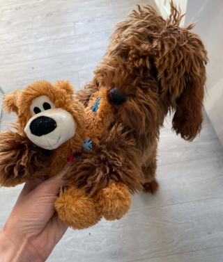 Illustration de l'article : Voici Grizzly, le Goldendoodle apprécié par tous ses voisins et récompensé par un admirateur secret