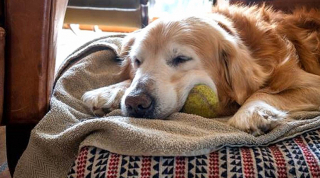 Illustration de l'article : L’histoire de Jules, le Golden Retriever, doyen de l’opération organisée par une association militant pour les chiens séniors