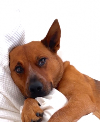 Illustration de l'article : Les retrouvailles émouvantes d’une chienne avec le chat pour lequel sa maîtresse était famille d’accueil (vidéo)