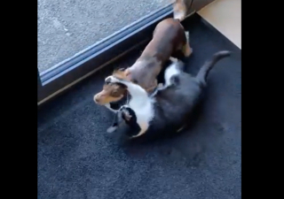 Illustration de l'article : Un chat aide un Teckel stressé à se détendre dans la salle d’attente chez le vétérinaire 