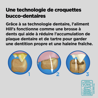 Illustration de l'article : Santé bucco-dentaire du chien : l'importance d'une hygiène régulière et d'une alimentation adaptée