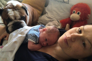 Illustration de l'article : Ce Bouledogue se lie immédiatement d’amitié unique et sincère avec le bébé de ses maîtres
